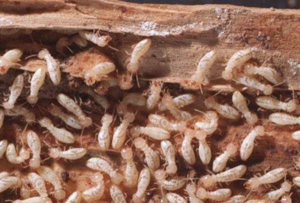  Termite Control Melbourne: Why Regular Inspections Matter