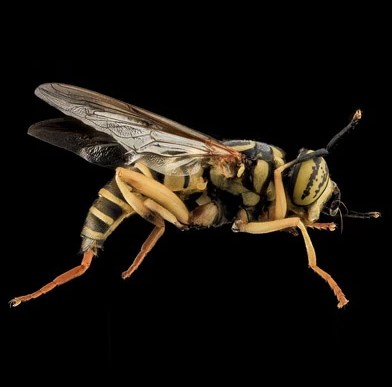  Yellow Jacket Removal in Bergen County, NJ | ALCO Animal & Pest Control
