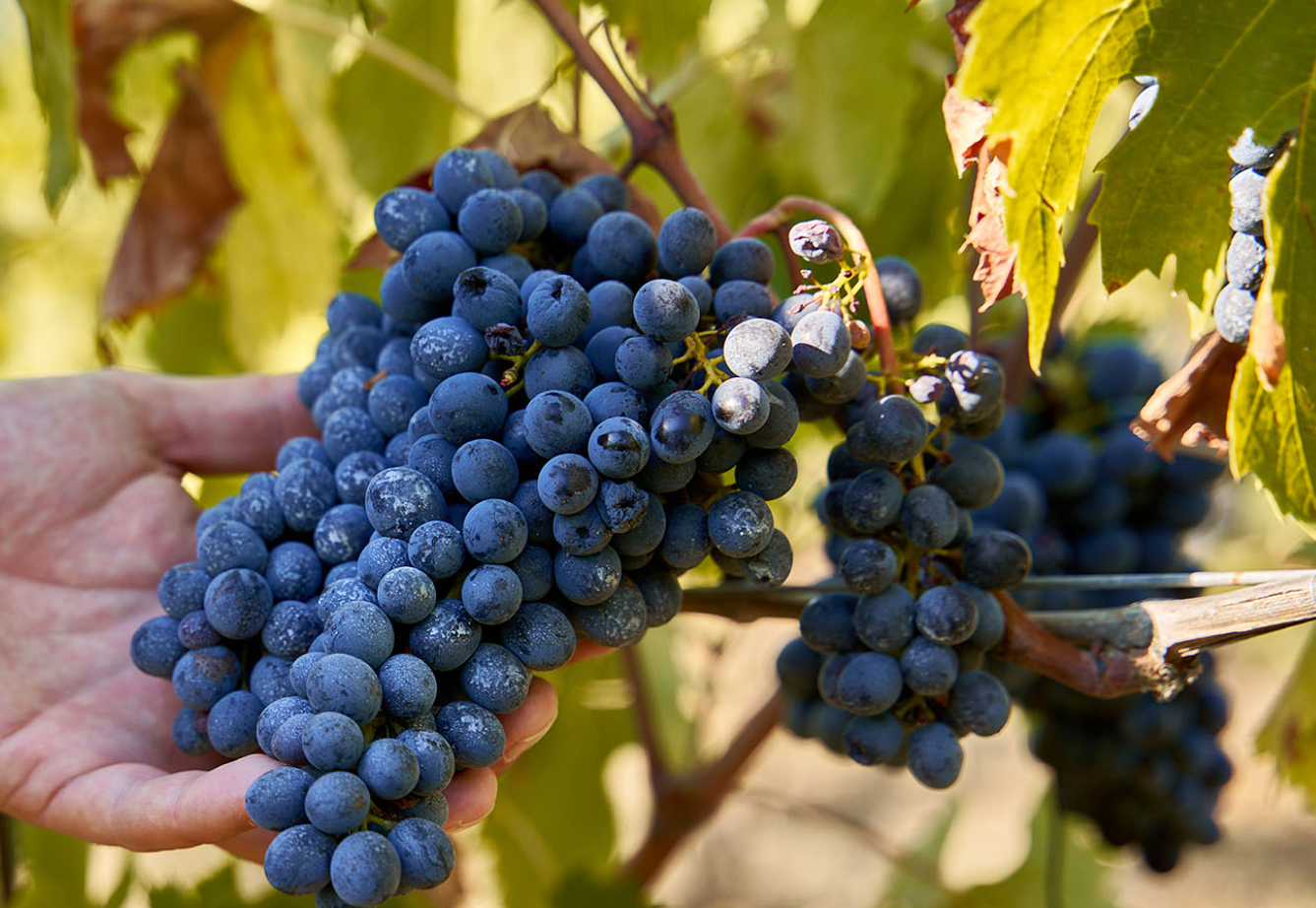  Wine Vacations in Italy | Taste, Explore & Savor Italy