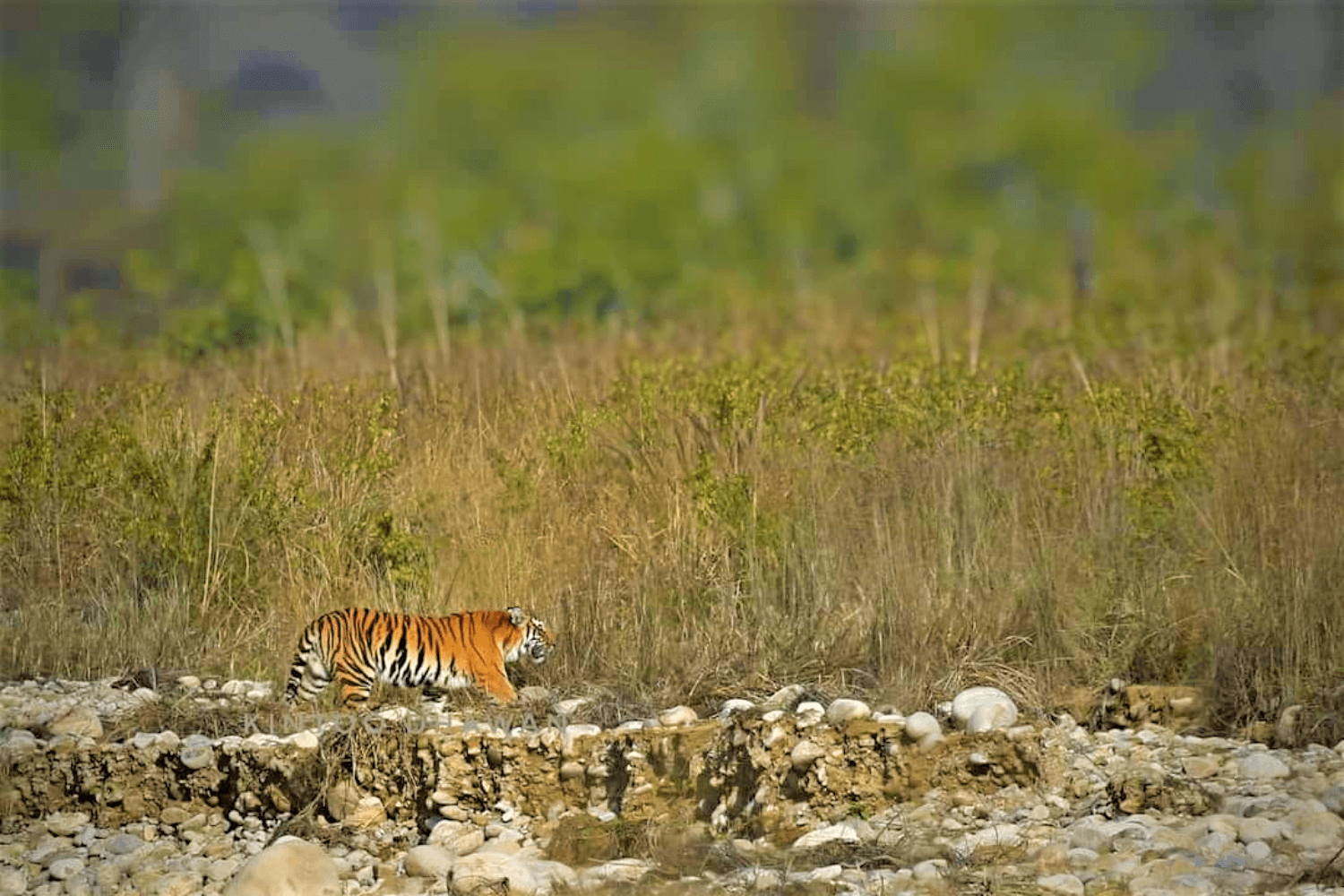  Pangot Birding Tours | Birding Northern India
