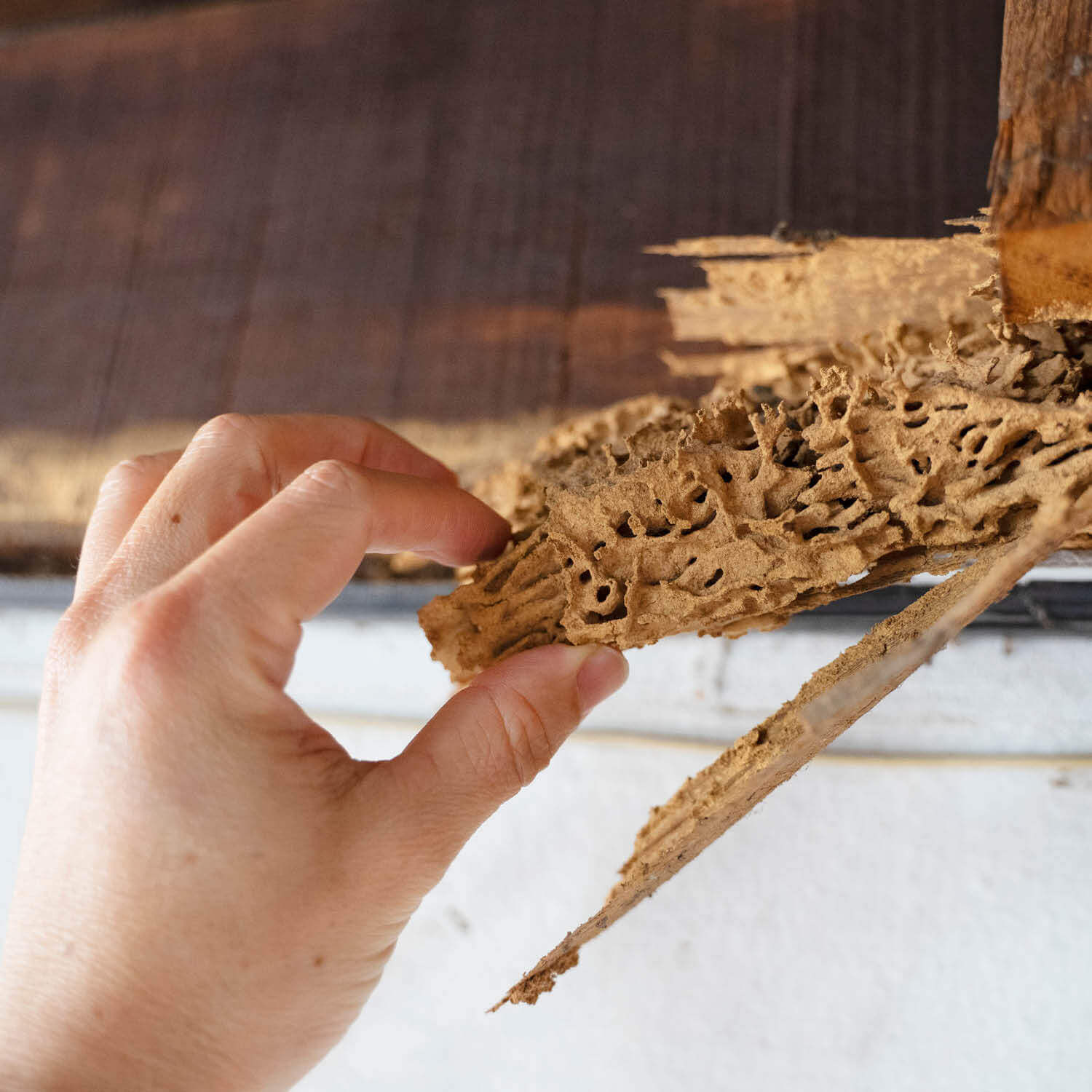  Professional Insight Into Wood Destroying Fungus Concerns