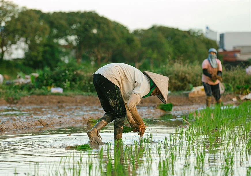  Decoding China’s 2026 Agriculture Agenda