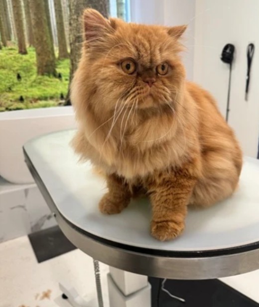  Buy Cat Grooming Packages for Full Grooming Care