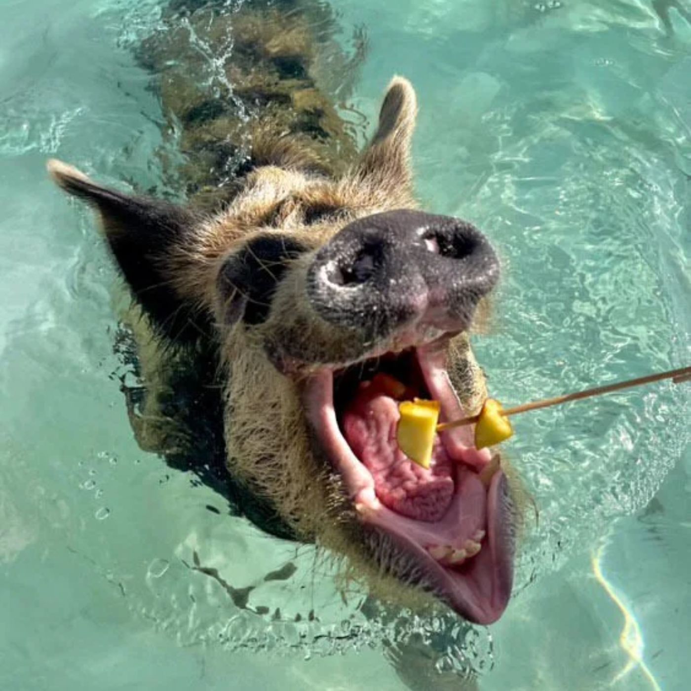 Make Vacation Memories with Swim With Pigs in Freeport, Bahamas