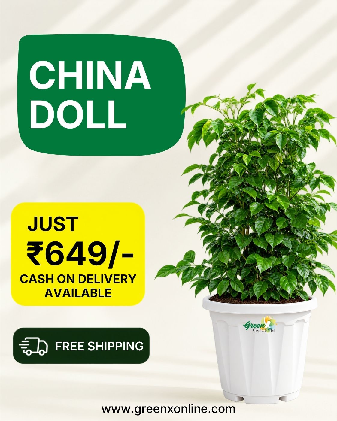  China Doll | Radermachera sinica Plant for Home & Garden
