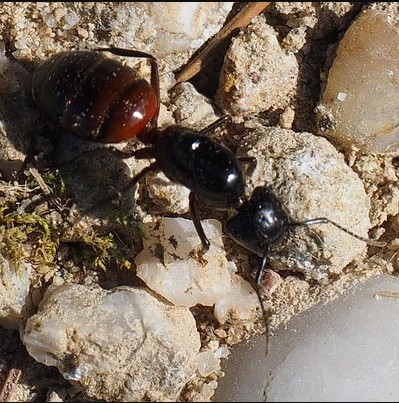  Carpenter Ant Removal in Bergen County, NJ | ALCO Animal & Pest Control