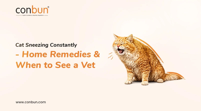  Cat Sneezing Constantly - Home Remedies & When to See a Vet