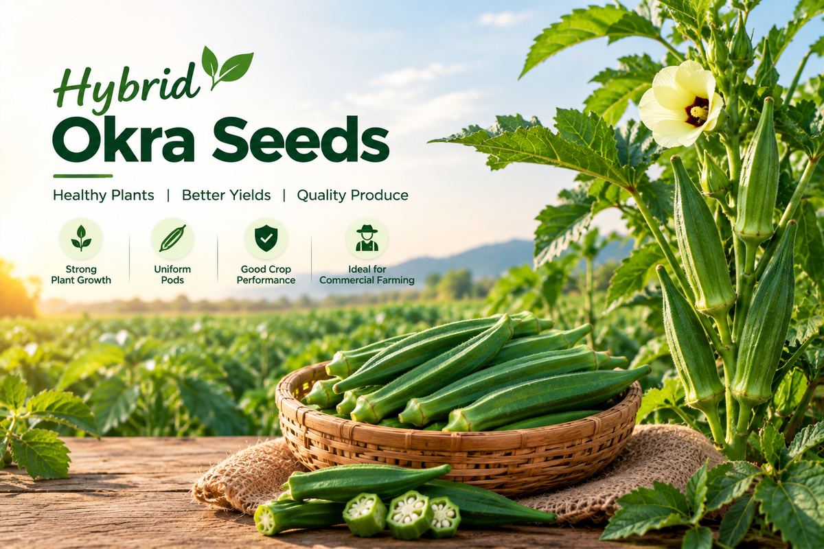  Hybrid Okra Seeds