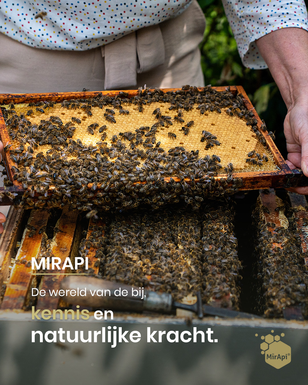  Bijenpollen Kopen – Natuurzuivere Stuifmeelpollen van MirApi