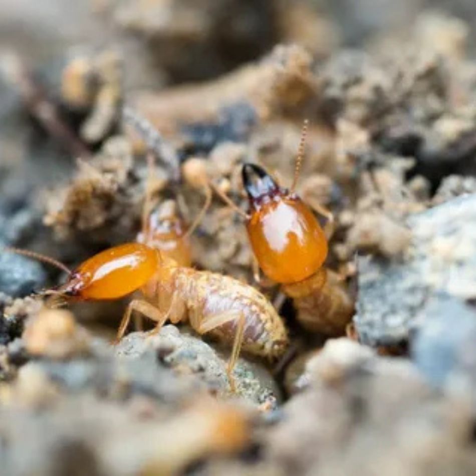  Support Property Claim Research with Termite Damage Insurance Claim Lawyer North Carolina Resources