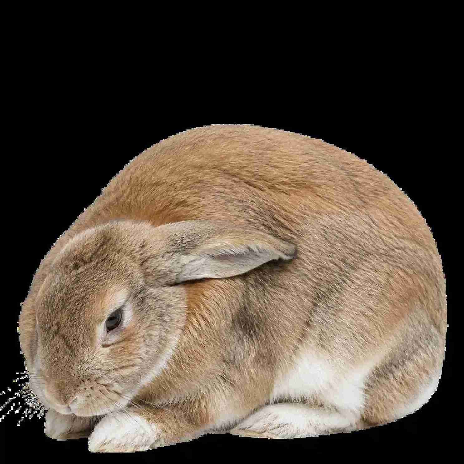  Has Your Rabbit Stopped Eating Or Passing Droppings? Talk To A Rabbit Vet Online - Instantly, 24/7