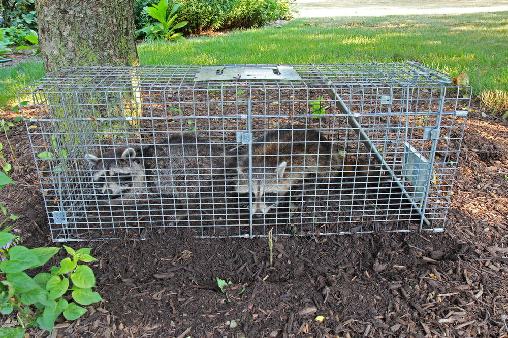  Raccoon Removal Mississauga