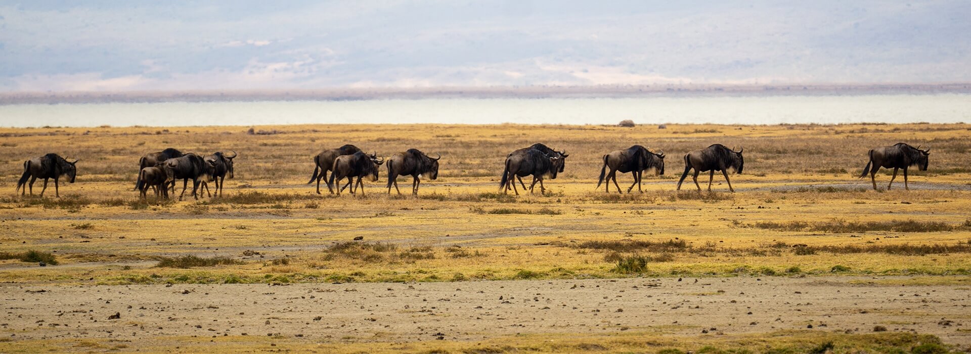  Discover Luxury Safari Adventures in Kenya’s Maasai Mara