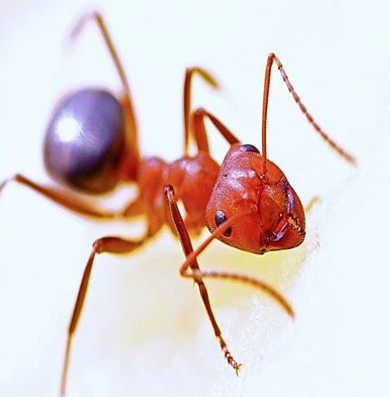  NJ Ant Exterminators | ALCO Animal & Pest Control