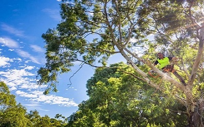  Tree Removal in Handorf - Safe & Efficient Service
