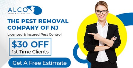  $30 Off Pest Removal Service | ALCO Animal & Pest Control
