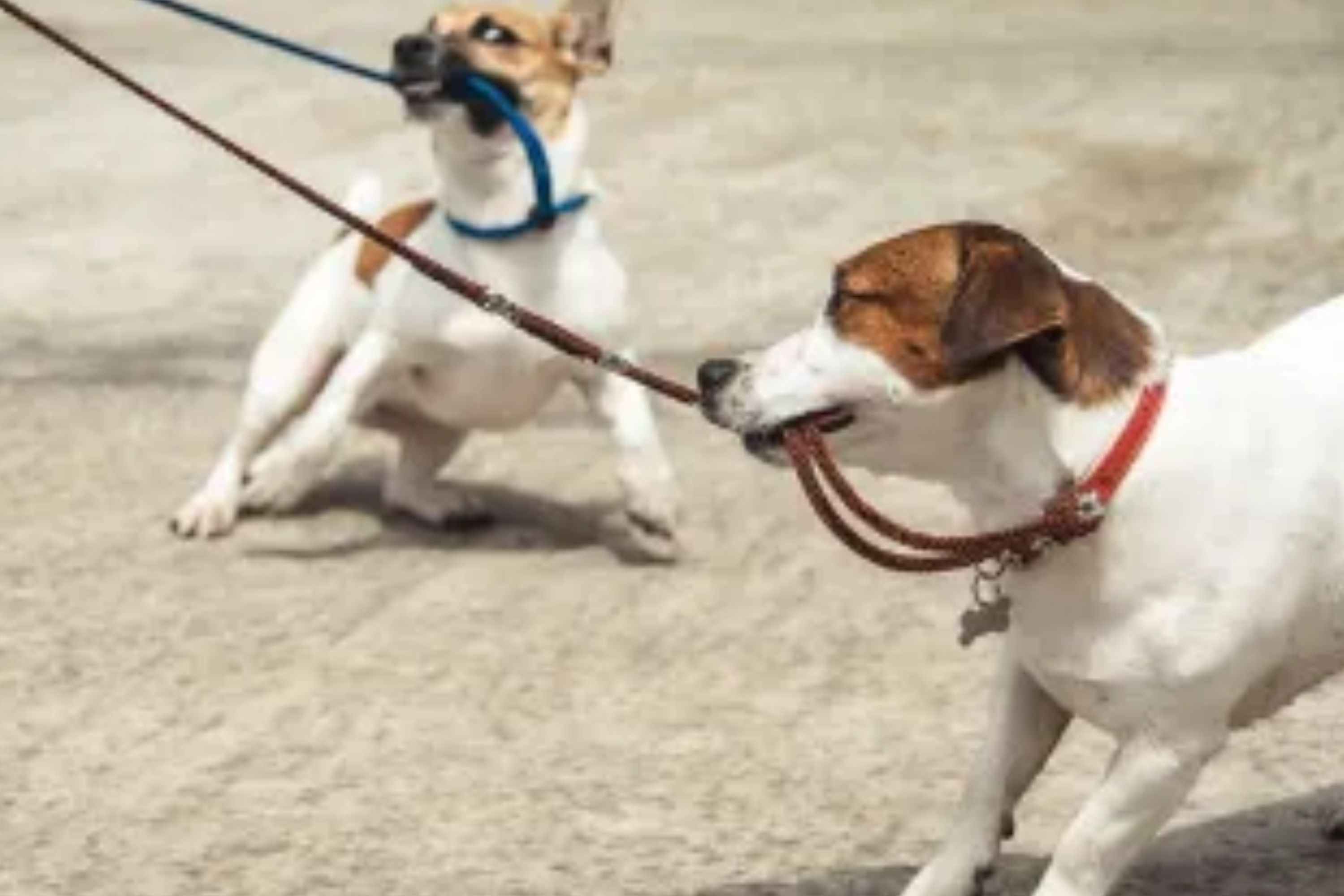  Dog Boarding in Roseville | Prestige K9