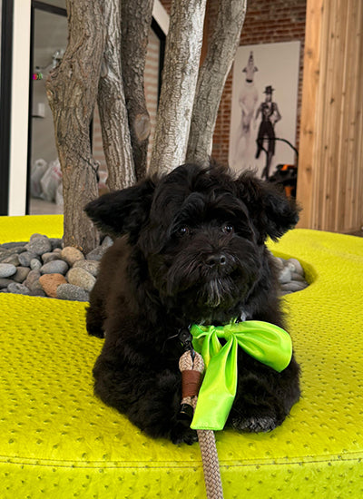  Book Dog Grooming Packages for Columbus Day 2026
