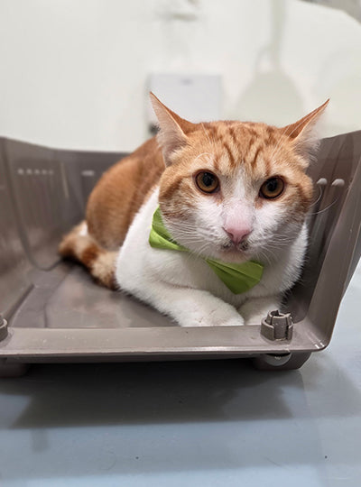  Book Cat Grooming Packages for Your Cat This Federal Holiday 2026