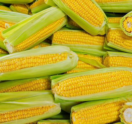  F1 Hybrid Sweet Corn Seeds | Iris Seeds