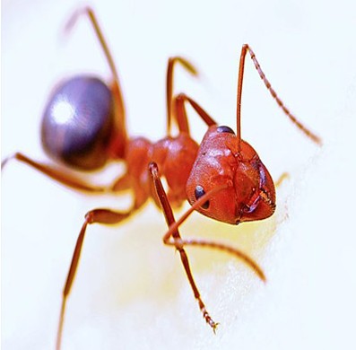  Ants Prevention in NJ | ALCO Animal & Pest Control