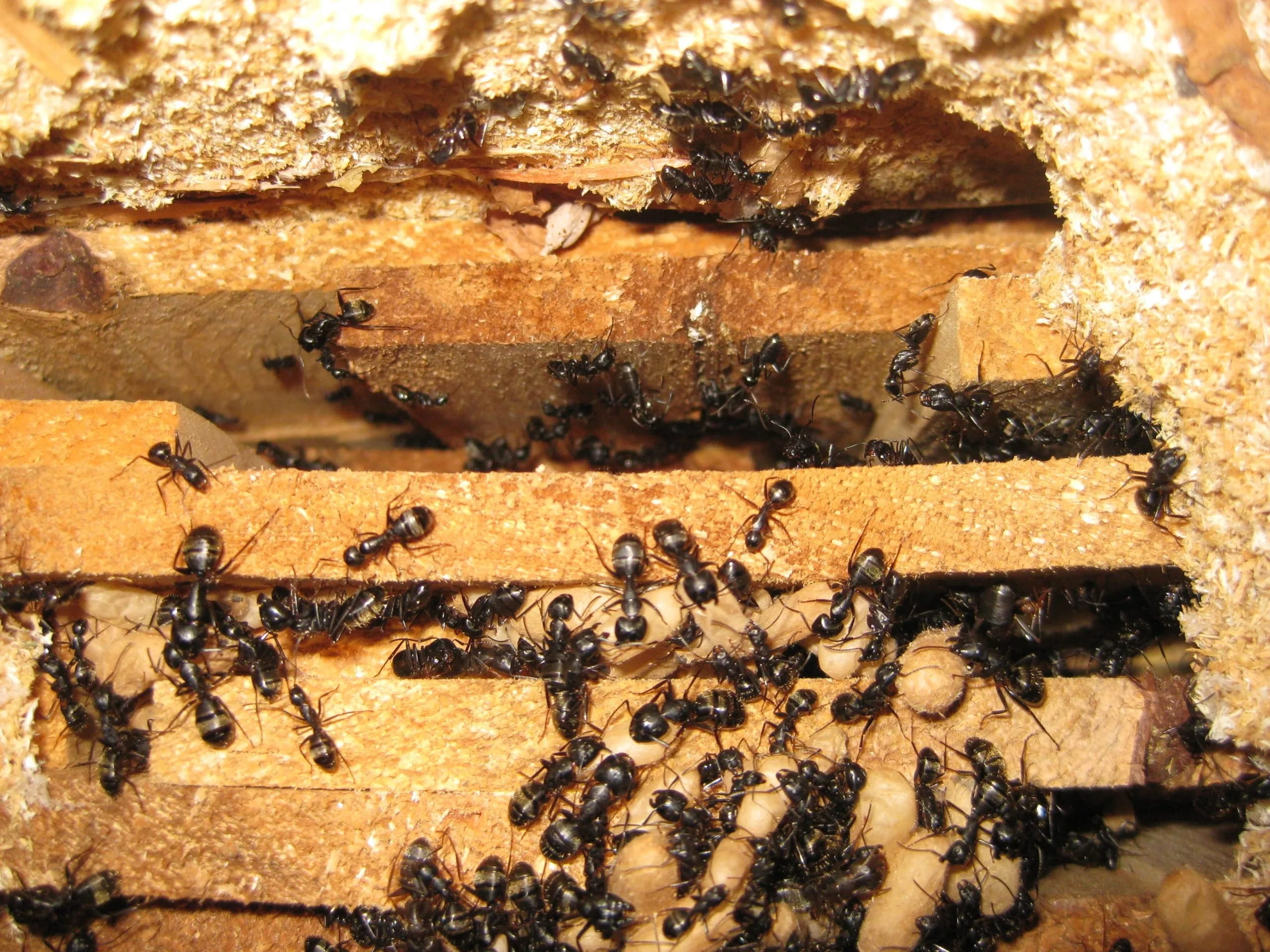  Understanding Property Risks From Carpenter Ants Damage To House