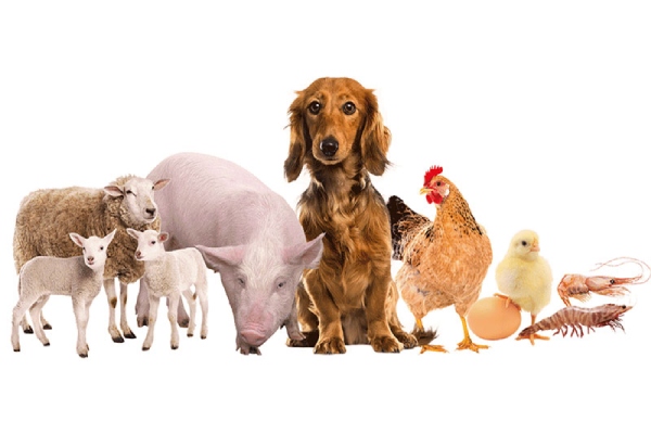  Wholesale Veterinary Medicine