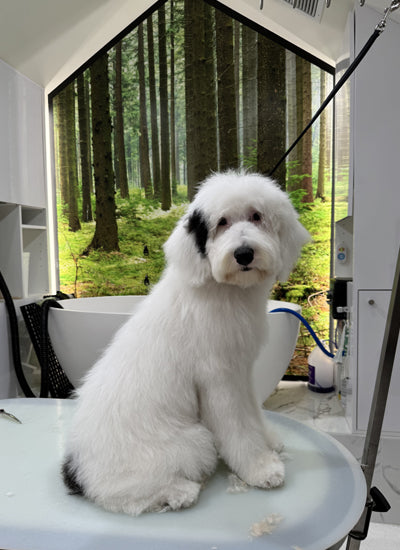  Shop Grooming Packages for Dogs for Federal Holiday 2026