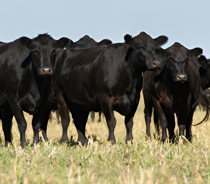  Foothills Livestock Co-op