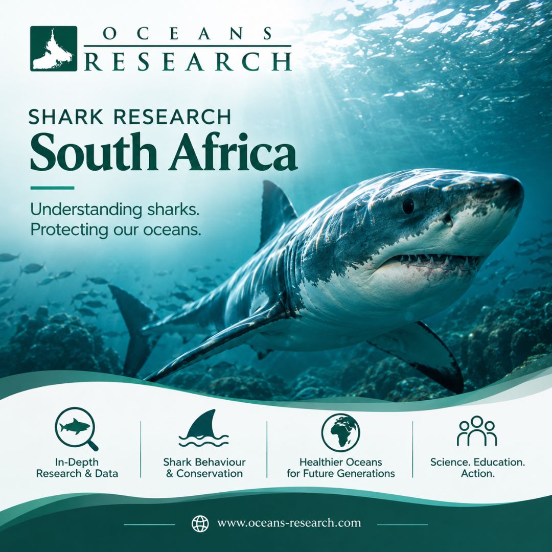  Shark Research South Africa