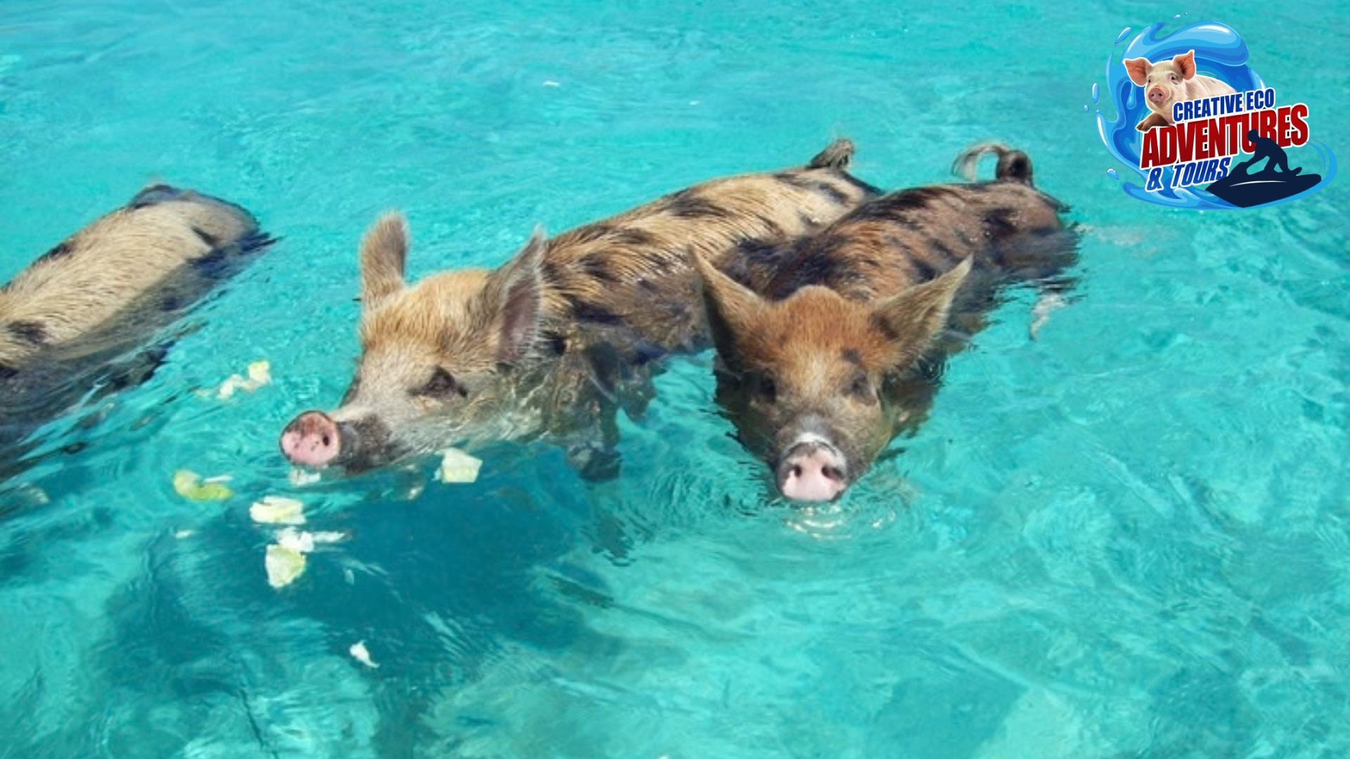  Create Tropical Memories With Bahamas With Swimming Pigs