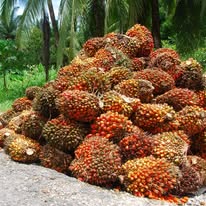  Conventional Organic Palm Oil