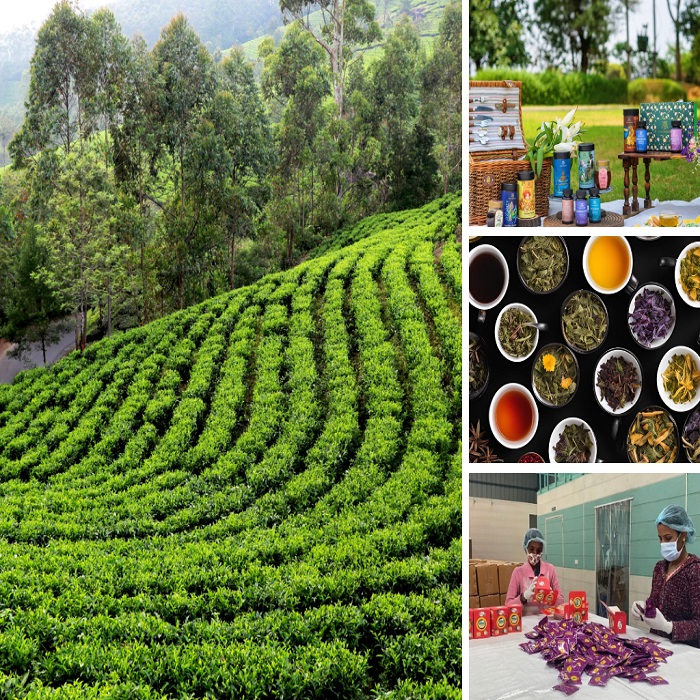  Herbal/Black Tea Bags Supplier & Private Labelling in India