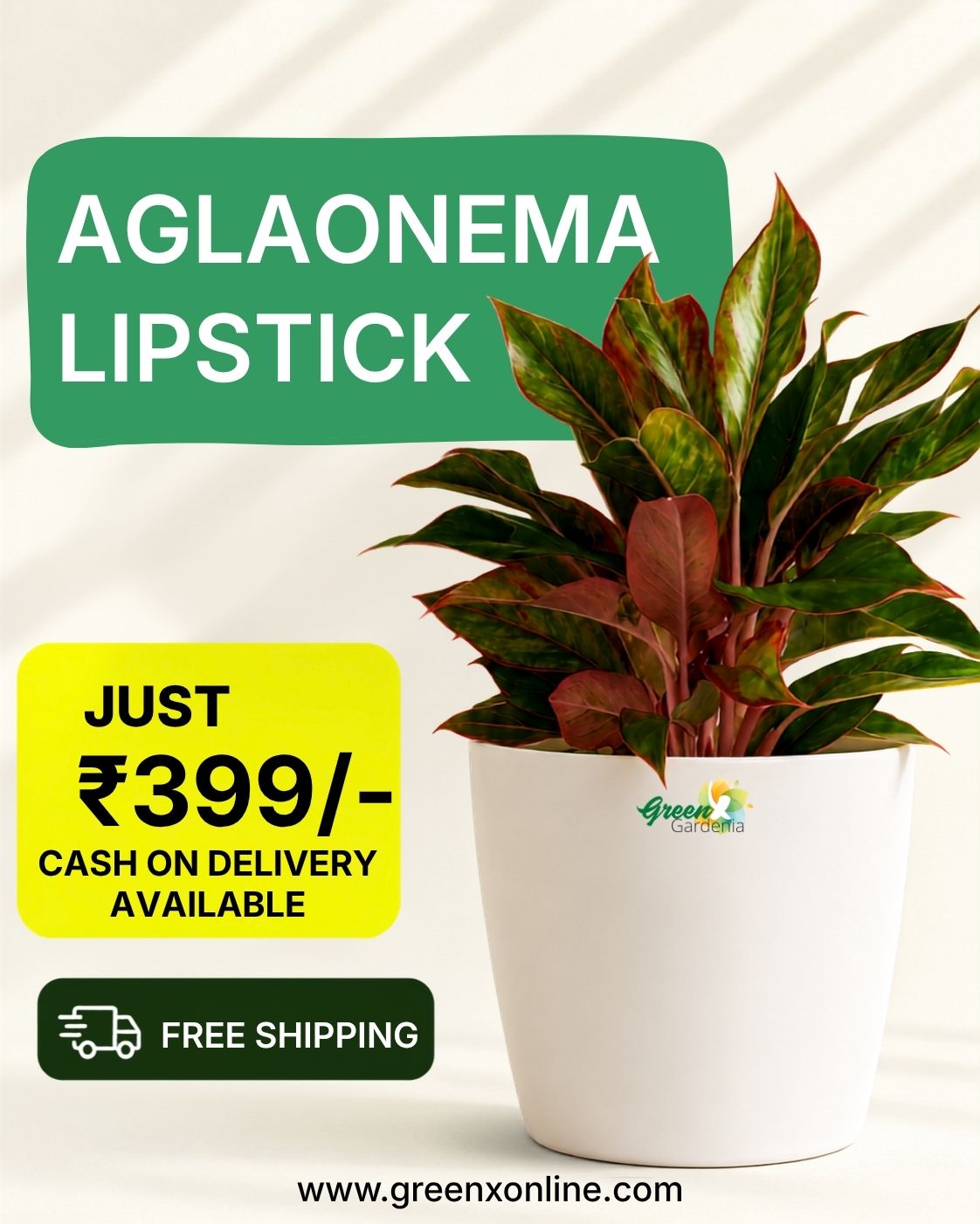  Shop Aglaonema Lipstick Plant Online | Free Shipping Across India