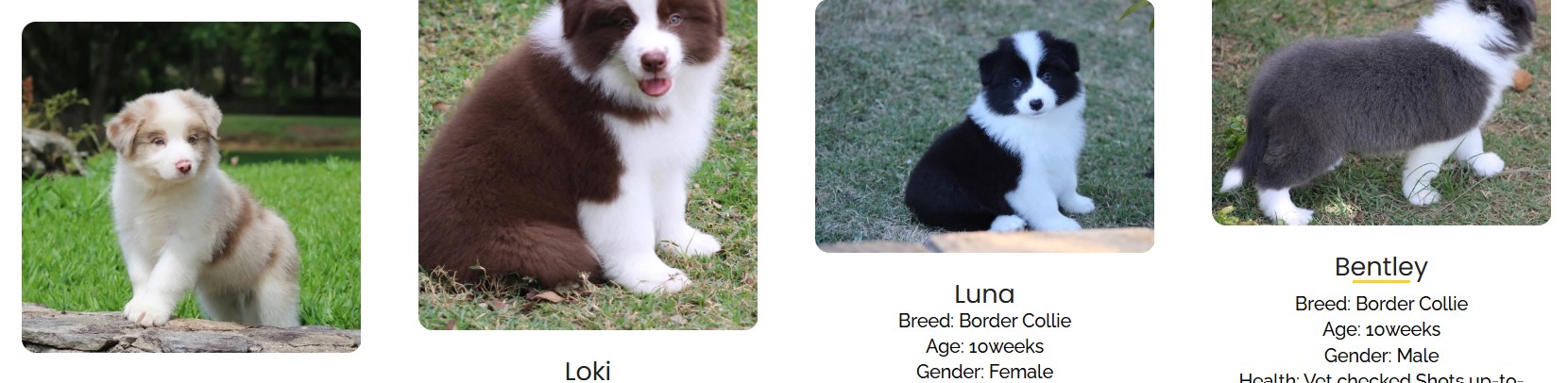  Meet Our Nice Border Collie Puppies