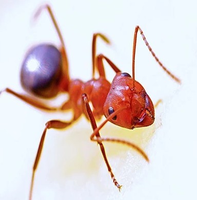  $30 OFF Professional Ant Removal | ALCO Animal & Pest Control