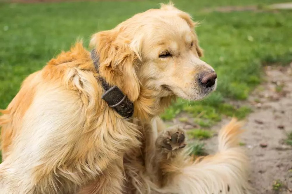  Simi Valley Veterinarians | Pet PAWZitive