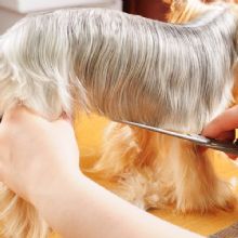  Rover Makeover Grooming