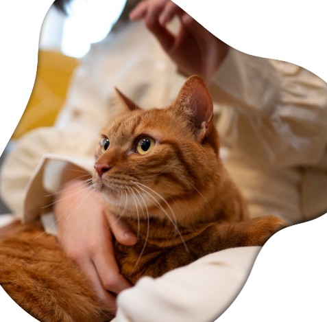  Professional Cat Sitter West Hollywood | West Coast Paws