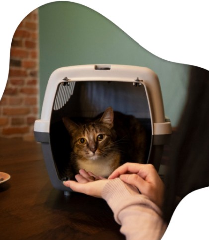  Book a Cat Sitter West Hollywood | West Coast Paws