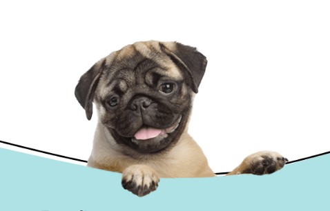  Personalized Cat Sitter West Hollywood | West Coast Paws