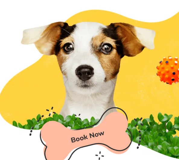  Local West Hollywood Pet Sitter | West Coast Paws