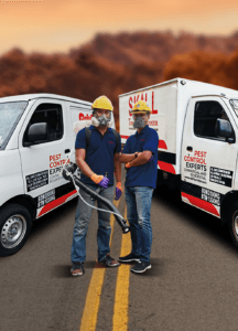  Pest Control Malaysia – Skill Termite Pest Control Services
