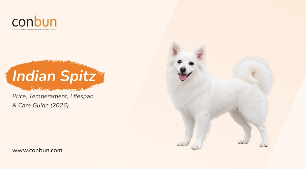 Indian Spitz: Price, Temperament, Lifespan & Care Guide (2026)