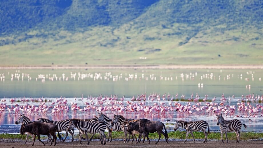 Book a 10-Day Tanzania Safari Starting at US$7,564 Per Person