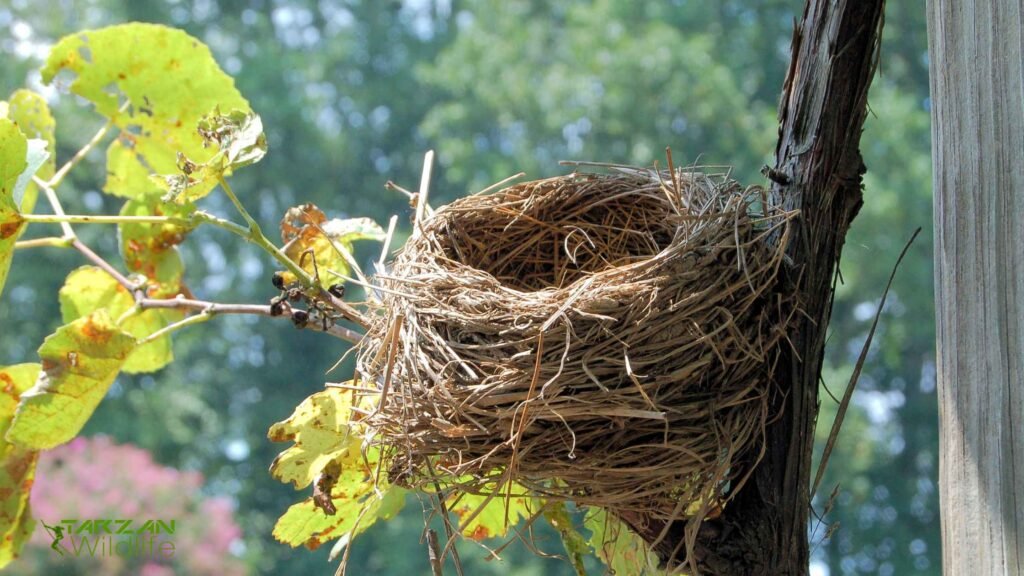  Bird Control Mississauga
