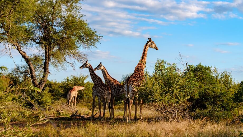  Explore Cape Town and Kruger National Park – Book Your Tour